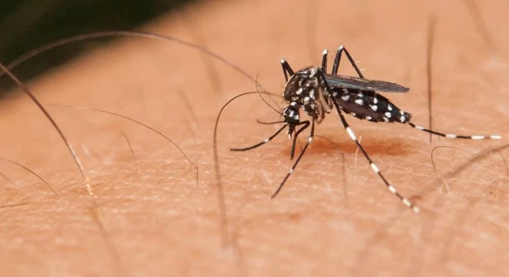 Ιός Δυτικού Νείλου: Τα πρώτα δύο περιστατικά εμφανίστηκαν στην Ελλάδα